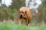 TOSA INU 519